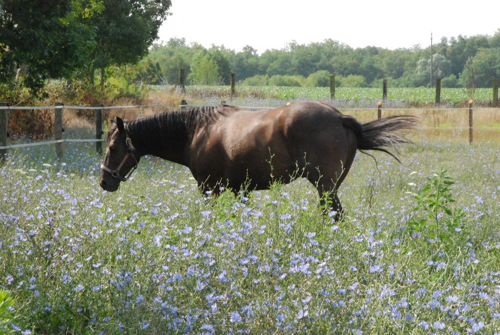 Agriturismo Fano'S Farm Suno Εξωτερικό φωτογραφία